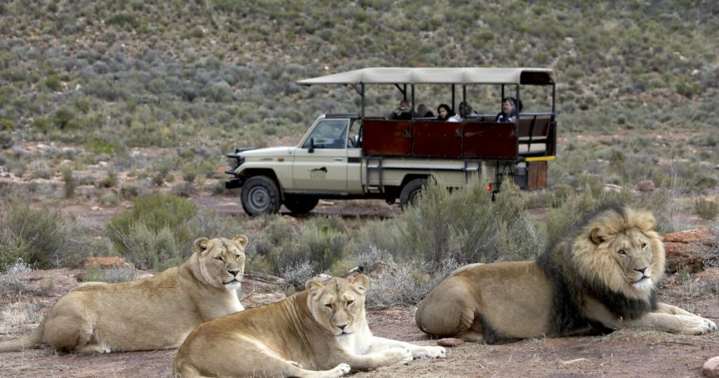 1 day safari from Cape Town