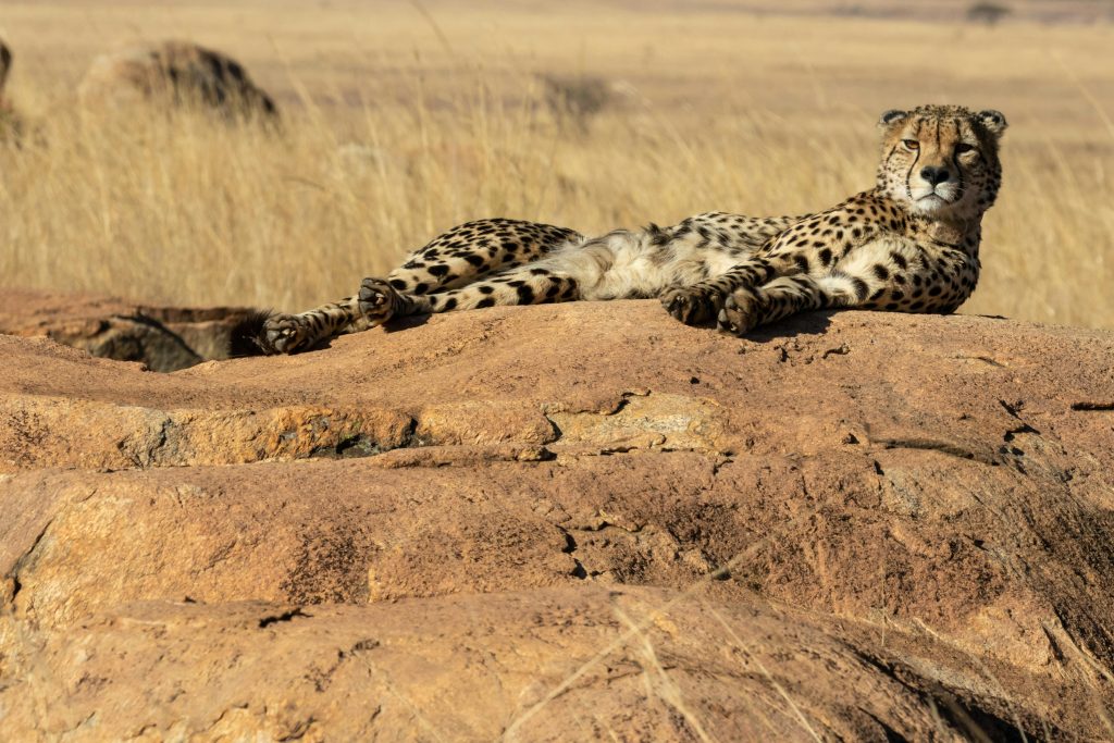 Half Day Cheetah Interaction