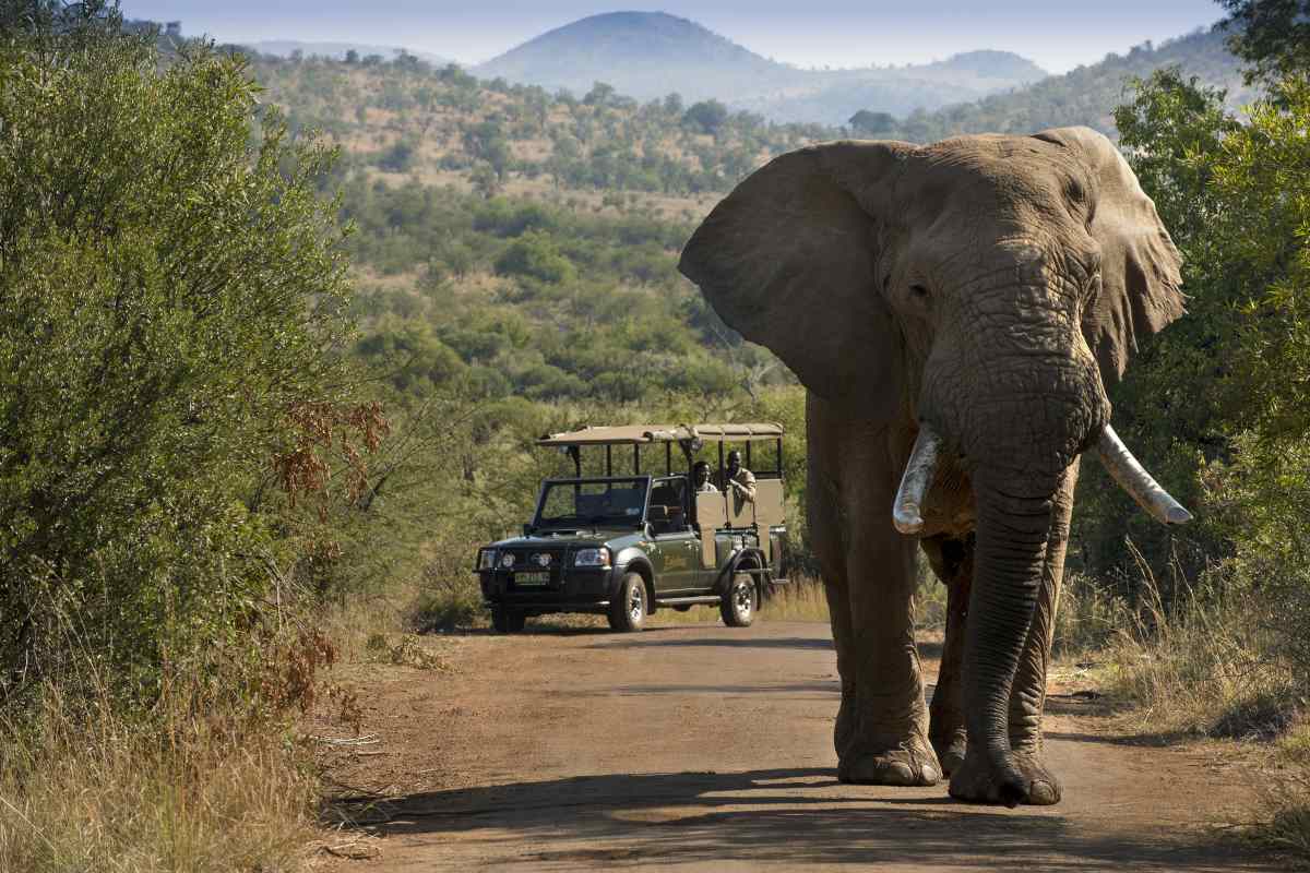 2 day Pilanesberg safari