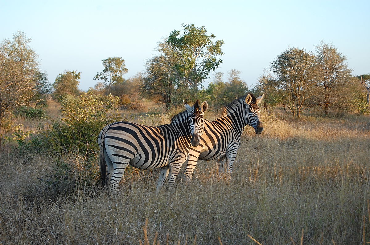 3 day Kruger park tour