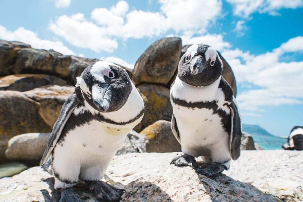 Full Day Cape of Good Hope and Penguins Tour