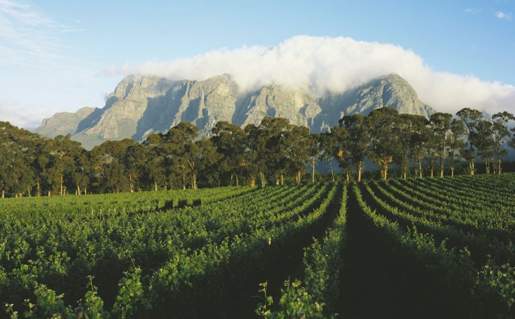 Cape Town Winelands tour