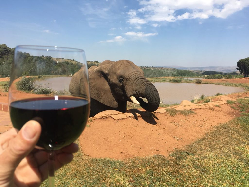 Walk with elephants_Elephant walking safari day tour south africa