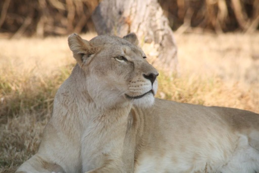 lion park