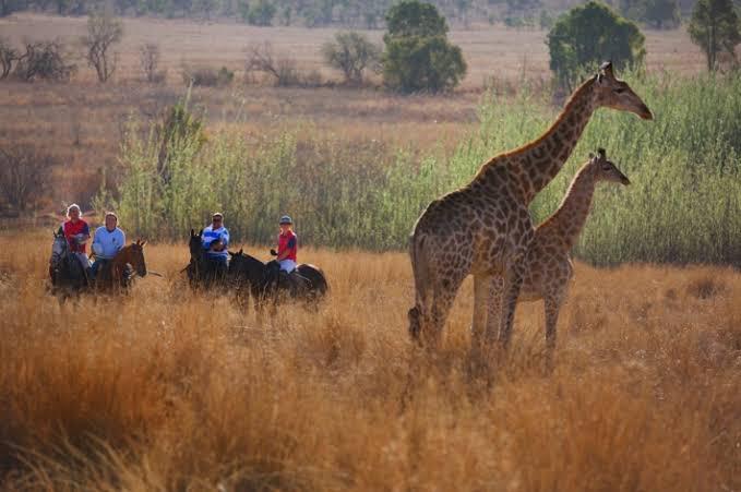 horseback safari