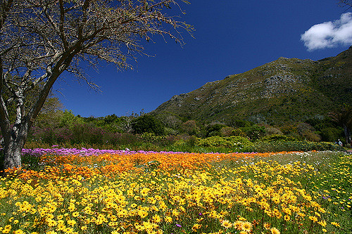 Cape Town kirstenbosch botanical gardens