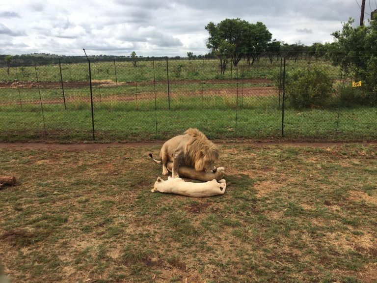 Lion Park Tour near johannebsurg south africa_guided lion park tour jhb south africa_2