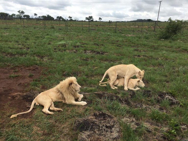 Lion Park Tour near johannebsurg south africa_guided lion park tour jhb south africa_2
