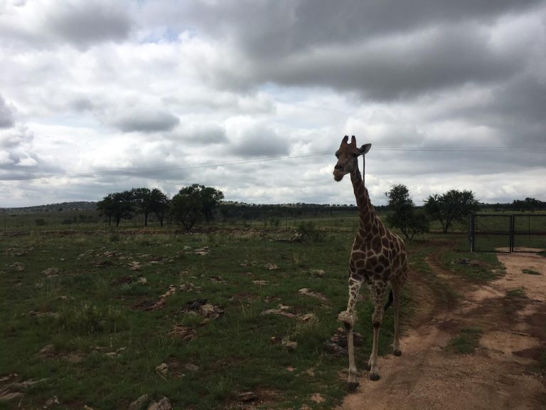 Lion Park Tour near johannebsurg south africa_guided lion park tour jhb south africa_2