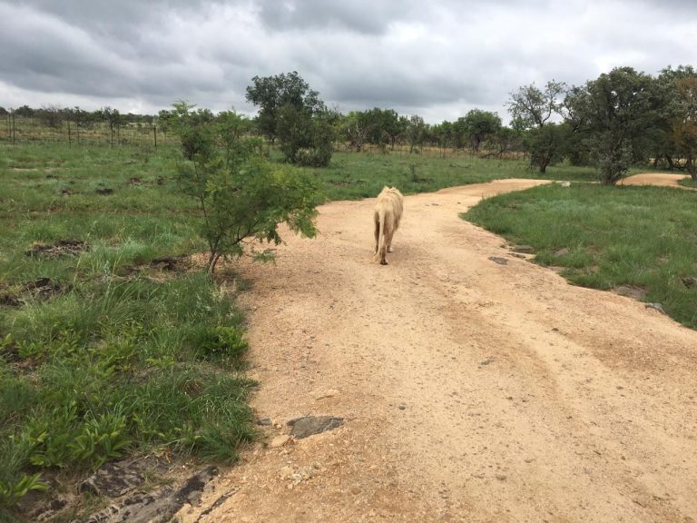Lion Park Tour near johannebsurg south africa_guided lion park tour jhb south africa_2