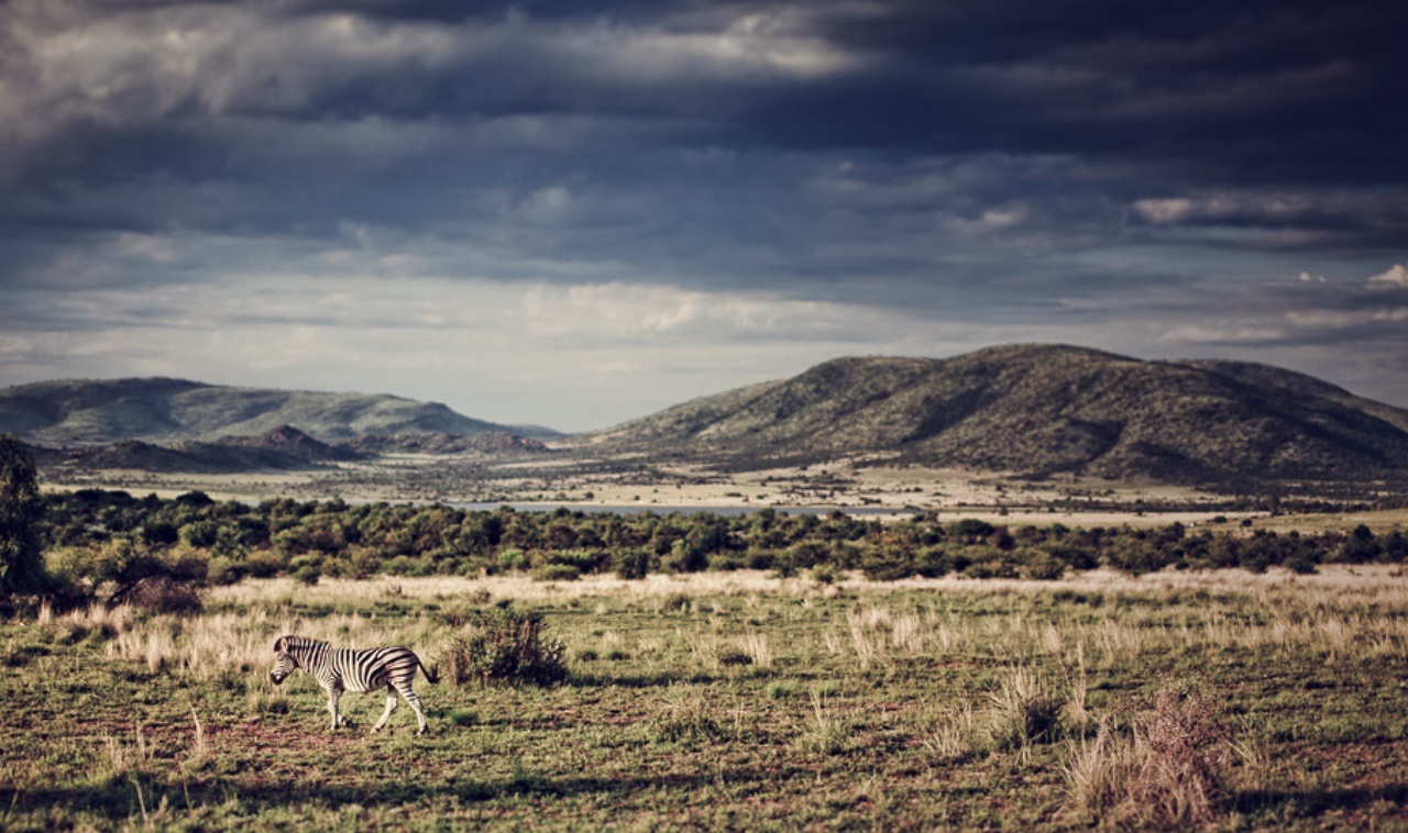 pilanesberg park tours and activities