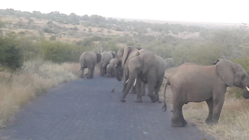 pilanesberg safari day tour Pilanesberg safari day tour