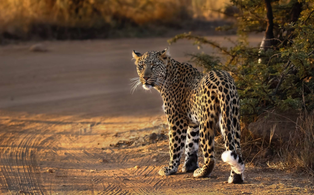 Half day Johannesburg safaris