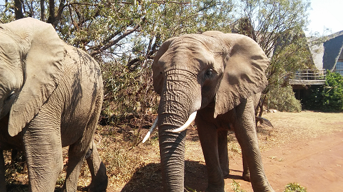Pilanesberg Safaris with Elephants