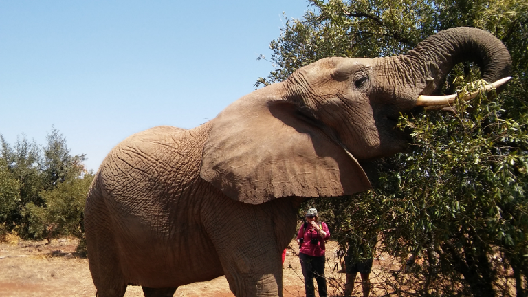 Pilanesberg day tour safari with Elephants