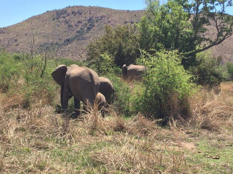 Pilanesberg Safari Full Day