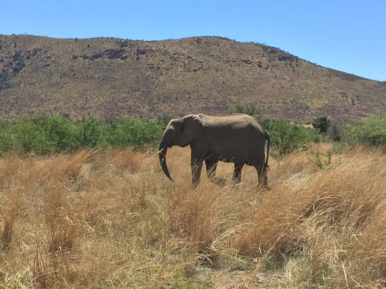 Pilanesberg Safari Full Day