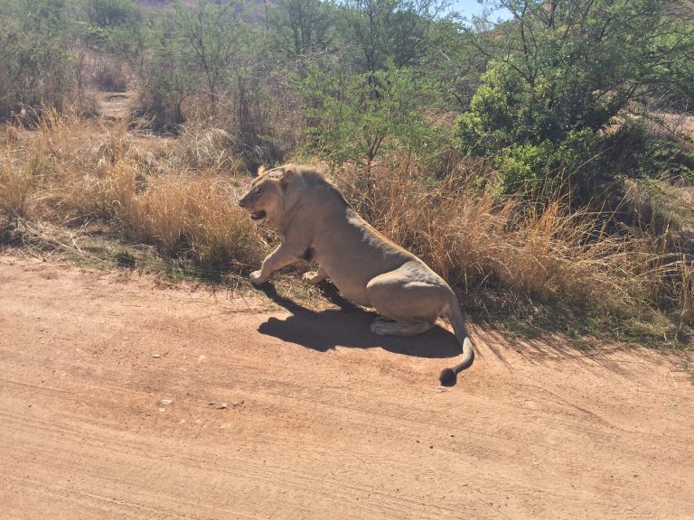 Pilanesberg Safari From Johannesburg