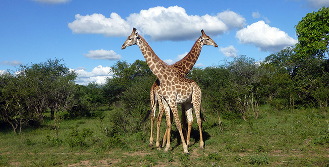 Safaris in South Africa_Tours and safari adventures