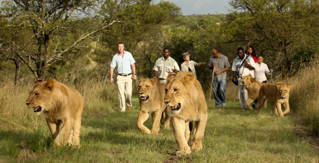 Walking with lions