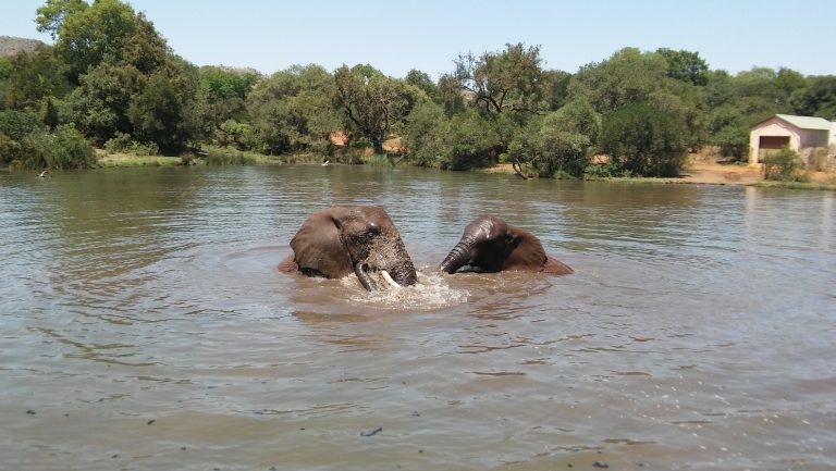Half Day Elephant Walking Experience