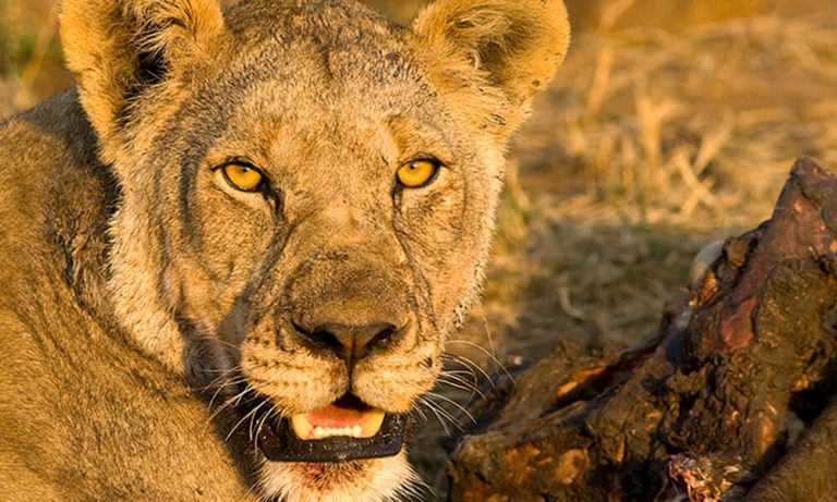 Pilanesberg Safari