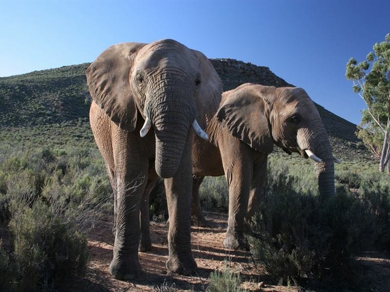 Elephant walk and Sterkfontein caves