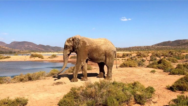 1 Day Safari From Cape Town