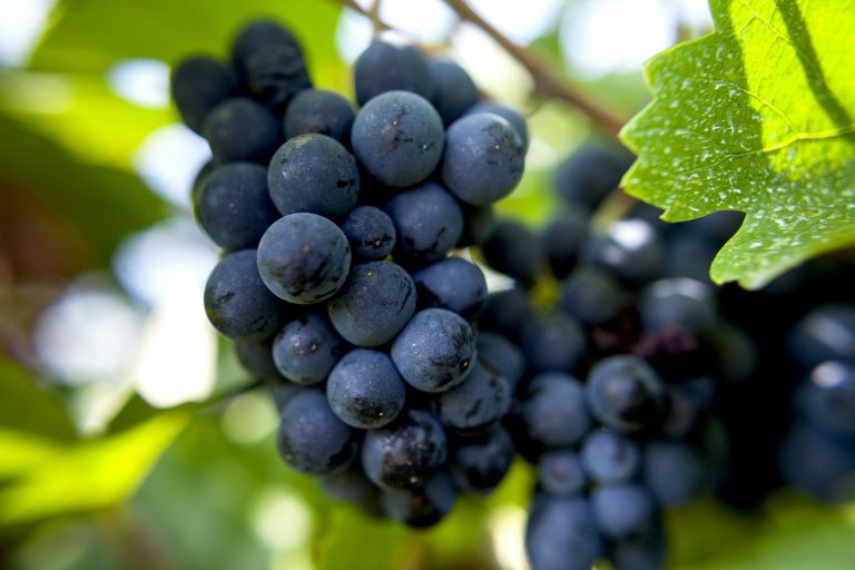 Hermanus Wine Tour