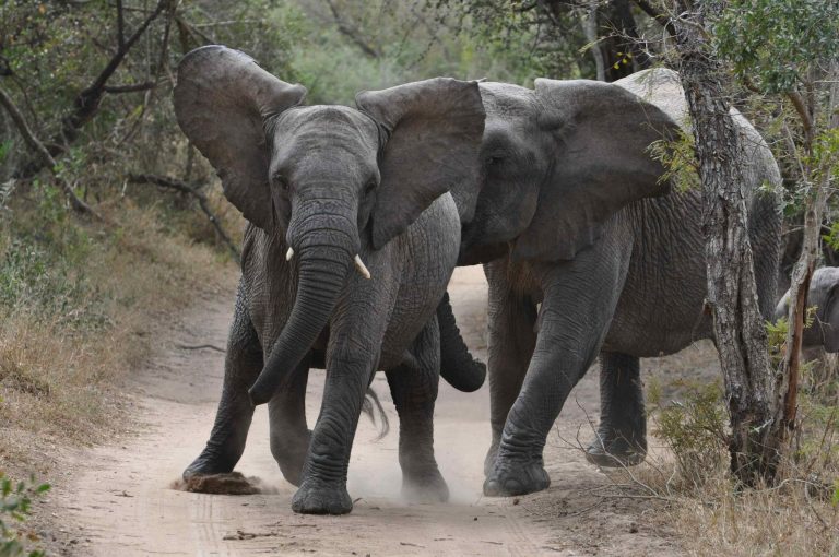 Kingdom of the Kruger Park